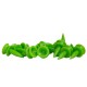 GREEN'S - 15 TEES ETAGE VERT 30MM